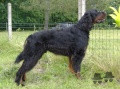 Pedigree VAAL DES QUASARS Pedigree VAAL DES QUASARS